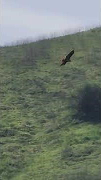Red-tailed Hawk Hunting #hawks #redtailedhawks #birding #birdwatching #birdsofprey #birds