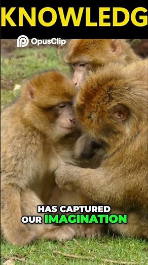 Monkeys Unveiling the World of Primates and Their Secrets #monkey #monkeys #monkeyvideo #monkeylife