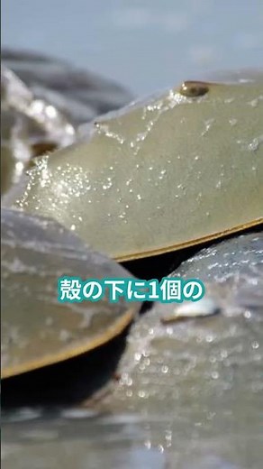 🛡️**「2億年の時を超えた謎の生物─カブトガニの真実」** その見た目はまるで古代兵器…でも、現代医療にも欠かせない!? #カブトガニ #雑学 #生物 #プチ知識 #生態解説 #shorts
