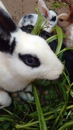 rabbit 🐰 eating #rabbit #cute #mycuterabbit #bunny #cuteanimals