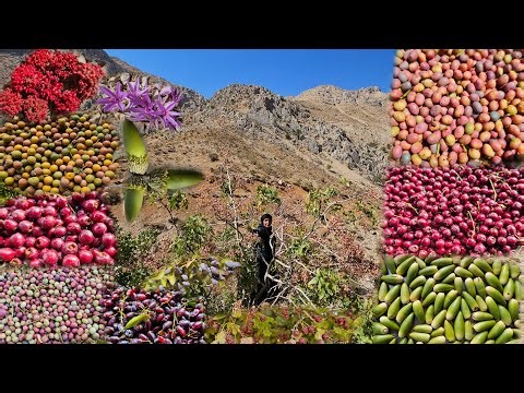 Nomadic life | Harvesting wild chestnuts, barberries, hawthorns and mountain pistachios 🌿🌰