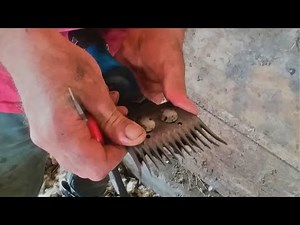 Setting Comb And Cutter For Shearing Sheep