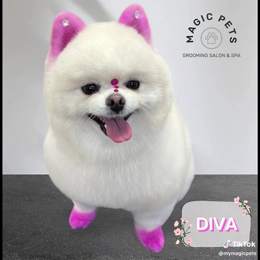 ✨ Meet Violet ! ✨ Our latest grooming star at Magic Pets Grooming Salon & Spa! 💕🐾 Looking paws-itively fabulous with custom pink accents, perfect for a stylish and fun look! 💖 Ready to give your furry friend a magical makeover? Book today and let us add some sparkle to their step! 🌟 📍 Visit us at 5482 Central Florida Pkwy Orlando Fl, 32821 📞 Call us at 407-7784213 to schedule an appointment! #mymagicpets #PetGrooming #GroomingGoals #PetSpa #FurryFashion #PamperedPets #PetCare #FurryFriends