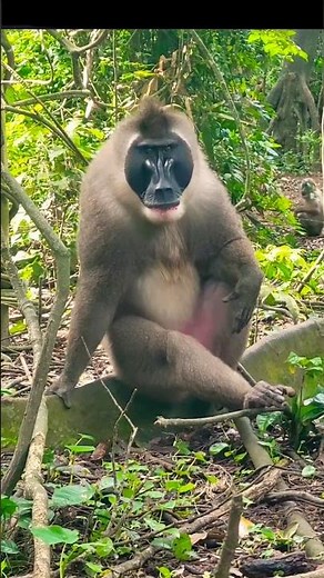 one of the largest and most endangered Old World monkeys
