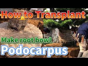 How to Transplant huge Podocarpus! Make beautiful root bowl!