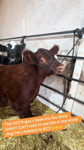 #hgta #showsteer #fyp #junior #jackpot