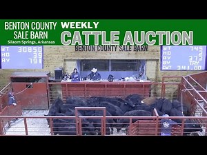 3/13/2025 -Benton County Sale Barn - Cattle Auction