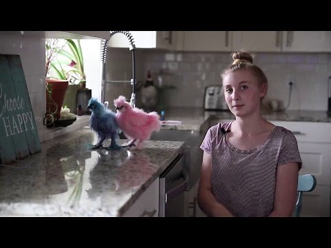 Dyeing Silkie Chickens with Food Coloring