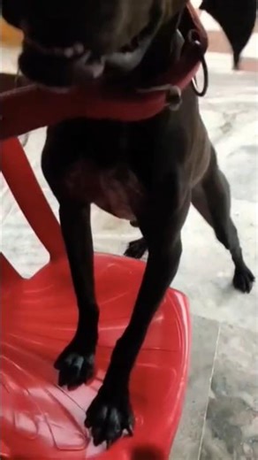 funny dog videos #dog #pets #doglove #ytreels #funny #petsrule #cute #love #shorts