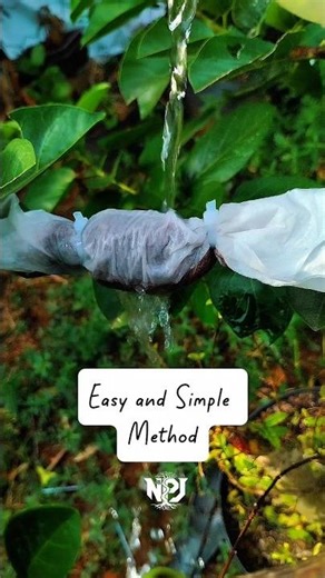 Very easy Air layering technique using tissue. #airlayering #nature #gardening #craft