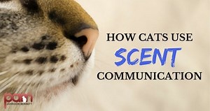 How Cats Use Scent Communication - Cat Behavior Associates