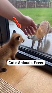 Cute Animals Fever | Michael Yo
