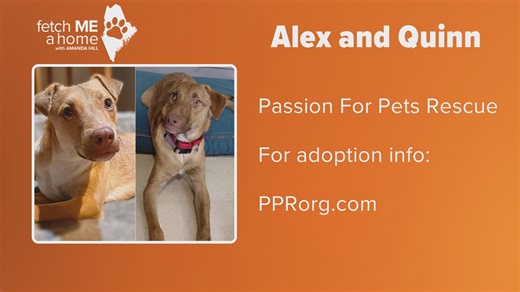 Fetch me a home | Alex & Quinn are hurricane survivors