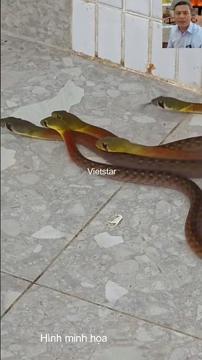Rắn vào nhà hên hay sui #shortvideo #animals #dongvat #snake #thegioidongvat #short #thugian #vui