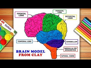 Brain Model Using Clay | Brain Model | Brain Model Easy | Science Project | Human Brain Model