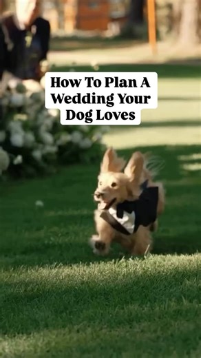 Kim | MI Wedding Officiant on Instagram: "Planning a pet-friendly wedding ceremony? 🐾 Here’s how to make it stress-free and unforgettable. Whether your pet walks down the aisle, steals the show as ring bearer, or simply greets guests with tail wags and love, including them in your day makes your ceremony feel even more personal and joyful. 🐾 Pro tip: Hire a professional pet handler for the day. They’ll handle walks, water, photos, and care — so you can stay fully present without worrying about