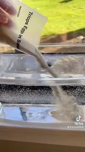 Hatching Triops! Part 2