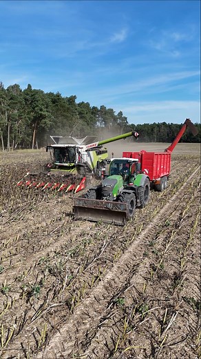 CLAAS LEXION 8700TT beim Sonnenblumen dreschen / Abfahrer FENDT 728