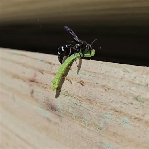 wasp eating inch worm 🐛
