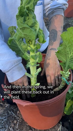 12K views · 188 reactions | How do you save seeds from collards in...