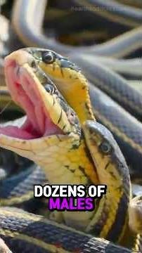 How Animals Mate in the Wild 🧬