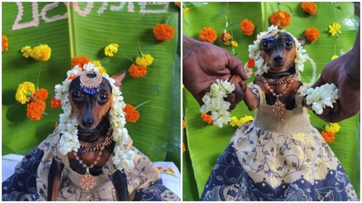 Family throws traditional baby shower for pregnant pet dog, video delights Internet