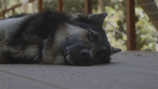 Dog, Pet, Resting. Free Stock Video