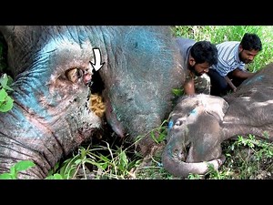 Elephant begging for life after being a victim from crude Mouth bomb | Received treatment