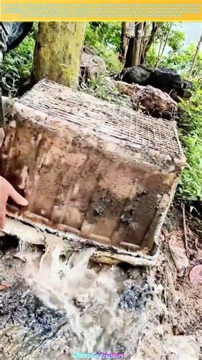 Savoir-Faire Ancestral : La Récupération du Caoutchouc Naturel