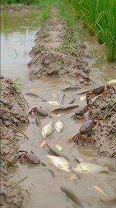 AK khet se dusare kheto me machhali jati