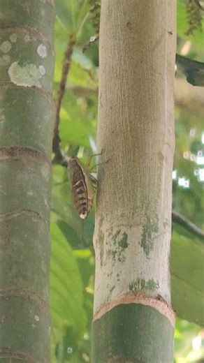 misteri suara oncret " serangga yang bertapa"
