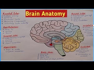 Brain Anatomy diagram | Structure & Functions | Human Brain Explained | Brain Diagram