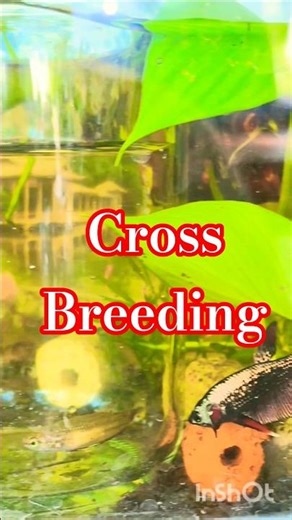 cross Breeding of alien Samurai and wild betta Imbellis #aquarium #wildbetta