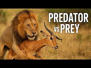 Unbelievable predator and prey's in the nature