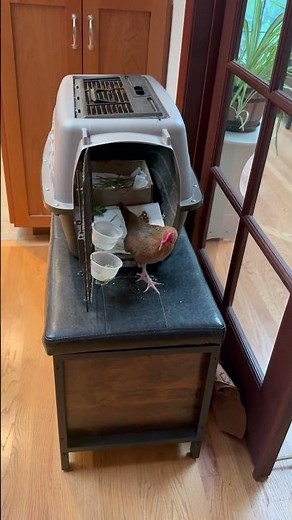 How to clean chicken poop