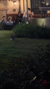 While the ducks lay, the rabbits will play! Watch two rabbits play near The Hollywood Brown Derby at Disney’s Hollywood Studios. Credit: @chancet95 (TikTok) We absolutely love seeing the critters at Walt Disney World, espically when they’re playing like this. #waltdisneyworld #waltdisneyworldresort #wdw #disneyworld #disneyhollywoodstudios | Orlando Theme Park Zone