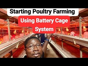 Starting poultry farming using battery cage system