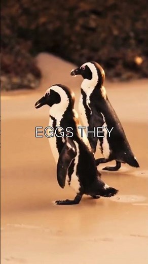 🐧 Penguins' Pebble Proposal: Fascinating Mating Rituals Revealed!