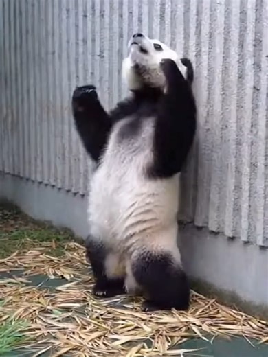 Exploring the Adorable World of Pandas