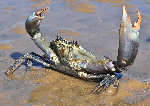 The Amazing Process of Crab Molting, Explained Step by Step