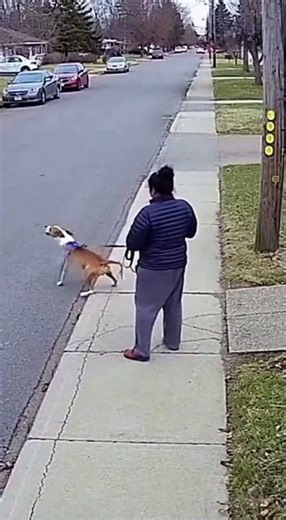 Dog protects owner from stray dog #dog #rescue #shorts