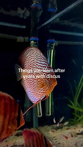 Most discus problems don’t start with disease. They start with small imbalances people don’t notice. Over the years I’ve learned that success with discus isn’t about chasing numbers, products or quick fixes. It’s about understanding the system: – Stability – Observation – Behavior – Long-term balance These small details change everything. If you want to go deeper into this methodology and how I approach water stability, health and system thinking, you’ll find the full content in the link in bio.