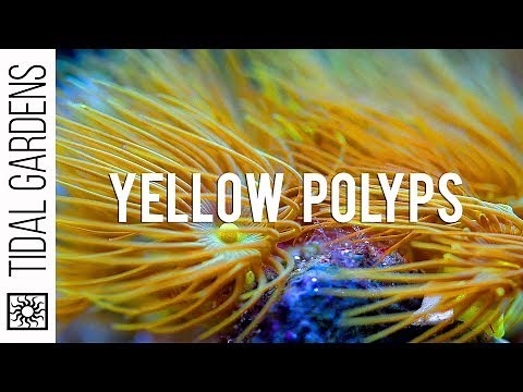 Yellow Parazoanthus Polyps Coral Care Tips