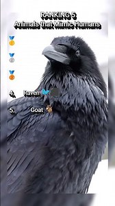 Animals That Can Talk Like Humans | Animals That Can Mimic Human Speech (Terrifying Sounds!)