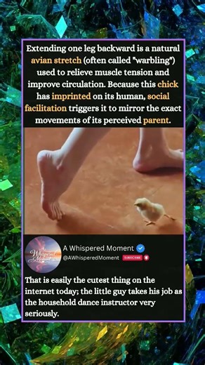 THE WORLD’S SMALLEST DANCE INSTRUCTOR