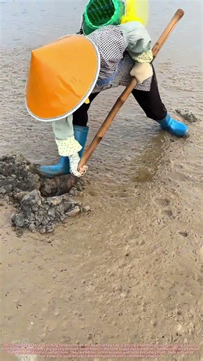 Digging Sandworms on the Beach at Low Tide
