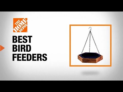 Best Bird Feeders for Your Backyard