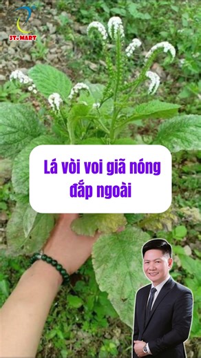 Elephant Trunk Plant for Bone and Joint Treatment – ​​Effective Folk Remedy