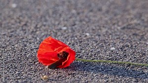 Red slug (Arion Rufus) eating the inside of a Common Poppy (Papaver Rhoeas) on the road with a Burgundy Snail (Helix Pomatia) passing by