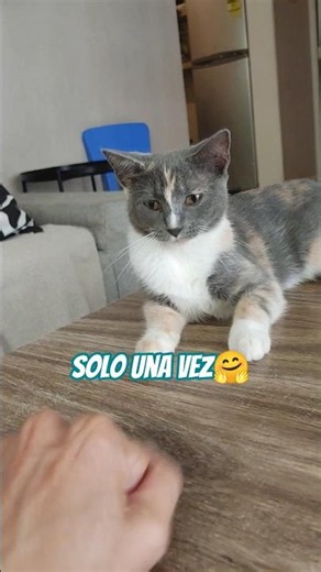 my beautiful kitty 🤗😍😍😍😍🥰#cat #happykittens #cats #viralshort